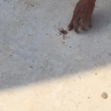 A hand reaches down and points at a small brown spot on a pale, lightly speckled surface. A shadow falls across the lower half of the frame.